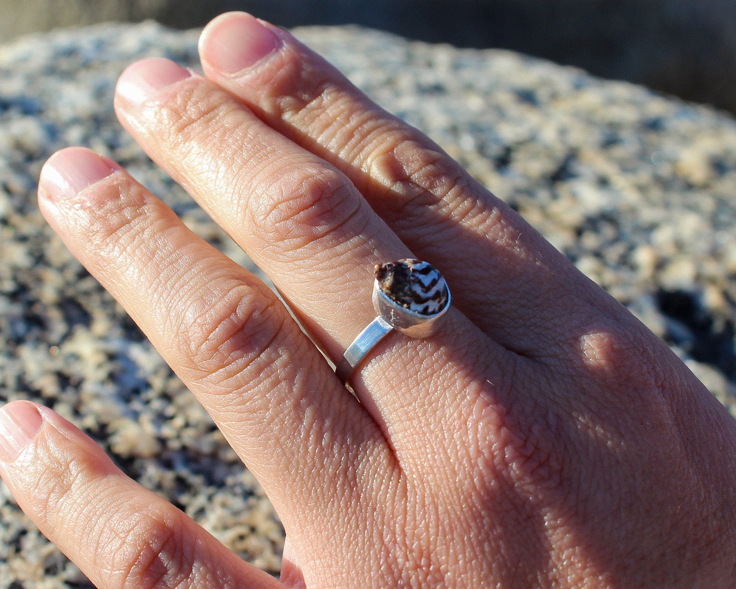 Anillo MAUI con caracol cebra