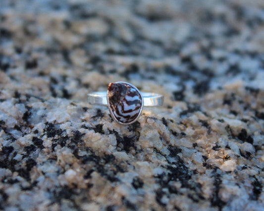 Anillo MAUI con caracol cebra